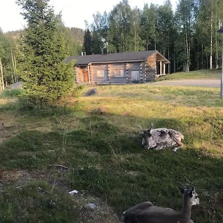 Bear Cub - Ruka Slopes, Ski, Hiking