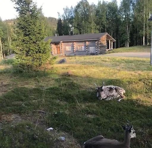 Bear Cub - Ruka Slopes, Ski, Hiking